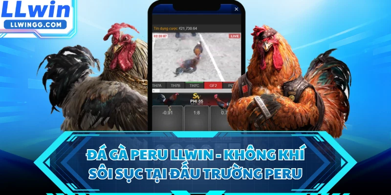 Đá Gà Peru LLWIN - Không Khí Sôi Sục Tại Đấu Trường Peru