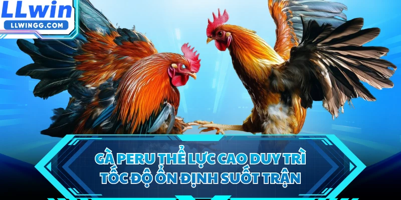 Gà Peru thể lực cao duy trì tốc độ ổn định suốt trận